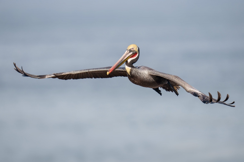 Brown-Pelican-3200-Pacific-race-breeding-plumage-in-flight-_A1G6595-La-Jolla-CA-Enhanced-NR