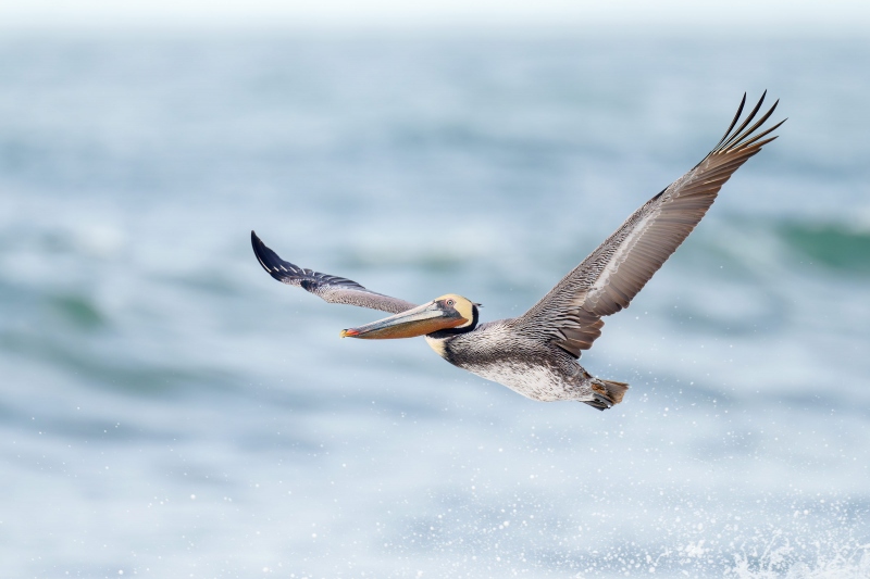 Brown-Pelican-3200-Pacific-race-sub-adult-in-flight-_A1G2524-La-Jolla-CA-Enhanced-NR