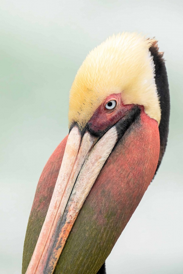 Brown-Pelican-3200-bill-pouch-distended-_A1G0546-La-Jolla-CA