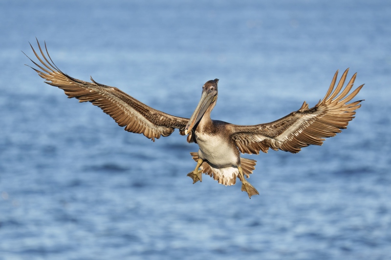 Brown-Pelican-3200-juvenile-braking-to-land-_A1G9544-a-Jolla-CA-Enhanced-NR