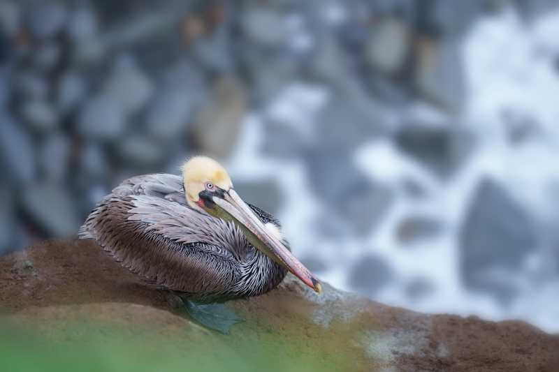 Brown-Pelican-3200-rock-beach-BKGR-_A1G4747-La-Jolla-CA-Enhanced-NR