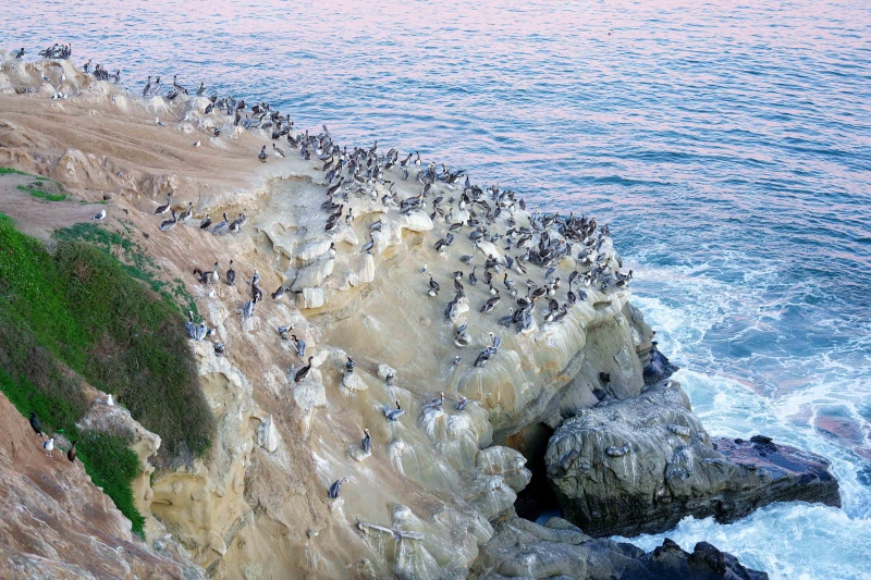 Brown-Pelicans-3200-Pacific-race-and-gulls-on-cliff-_A1G0801-A-La-Jolla-CA-Enhanced-NR