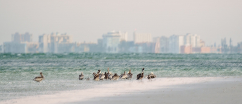 Brown-Pelicans-3200-and-buildings