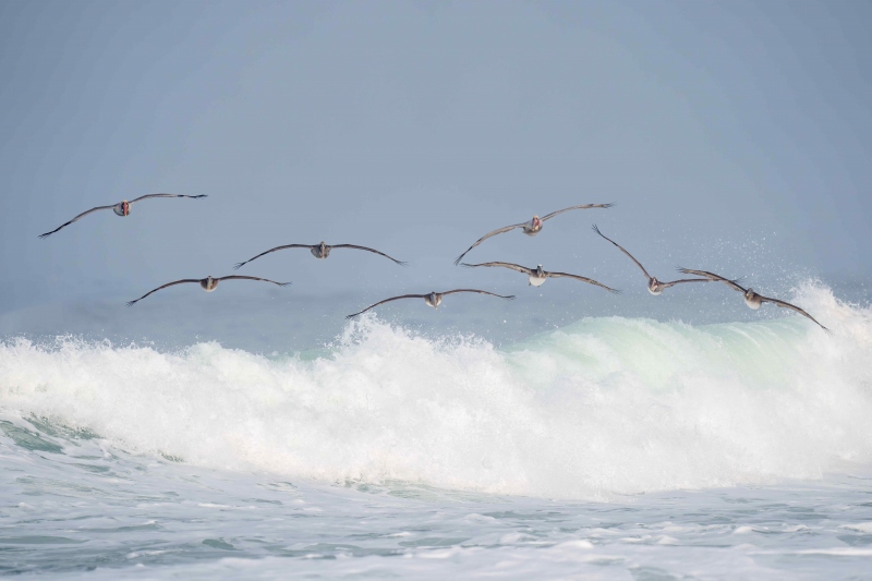 Brown-Pelicans-3200-flock-of-six-in-flight-over-breaking-wave-_A1G1869-La-Jolla-CA-Enhanced-NR