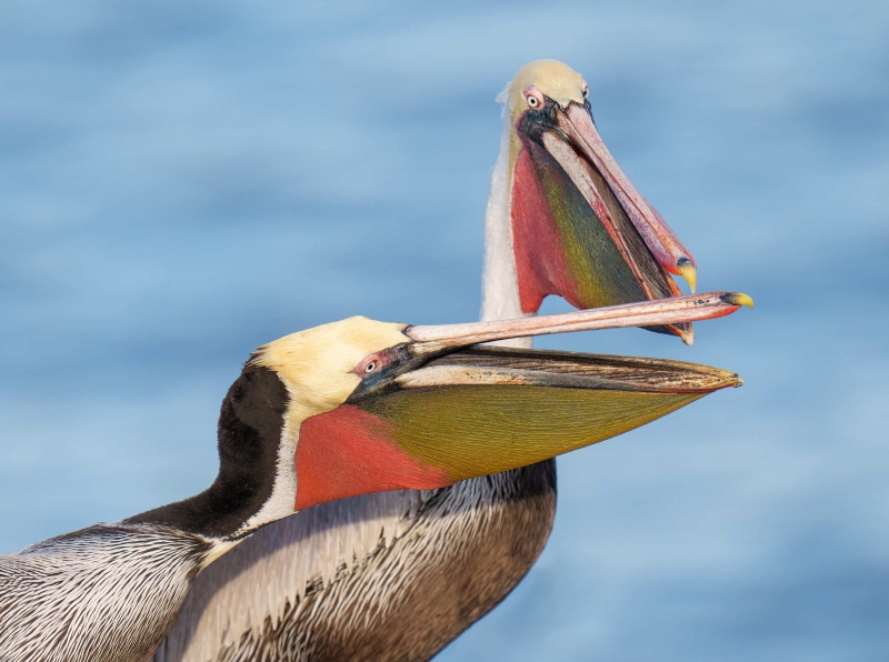 Brown-Pelicans-3200-greeting-_A1G5406-La-Jolla-CA-