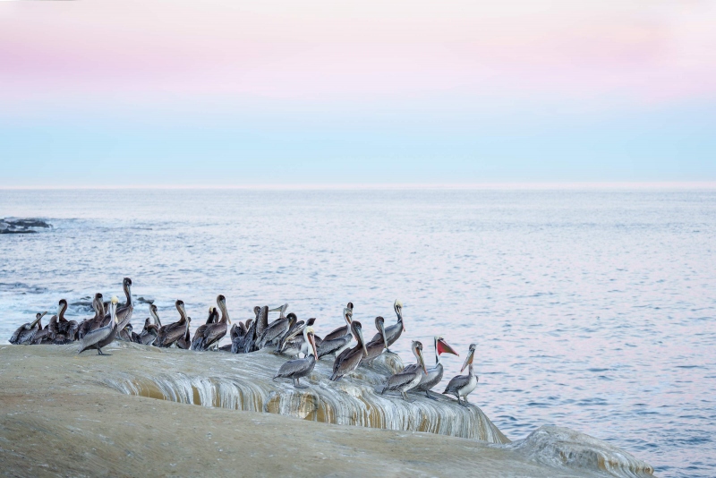 Brown-Pelicans-3200-on-cliff-in-pre-dawn-pink-blue-_A1G1943-a-Jolla-CA-Enhanced-NR