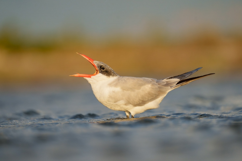 Capsian-Tern-3200-adult-nonbreeding-yawning-_A1G1273-Fort-DeSoto-Park-Pinellas-County-FL-Enhanced-NR