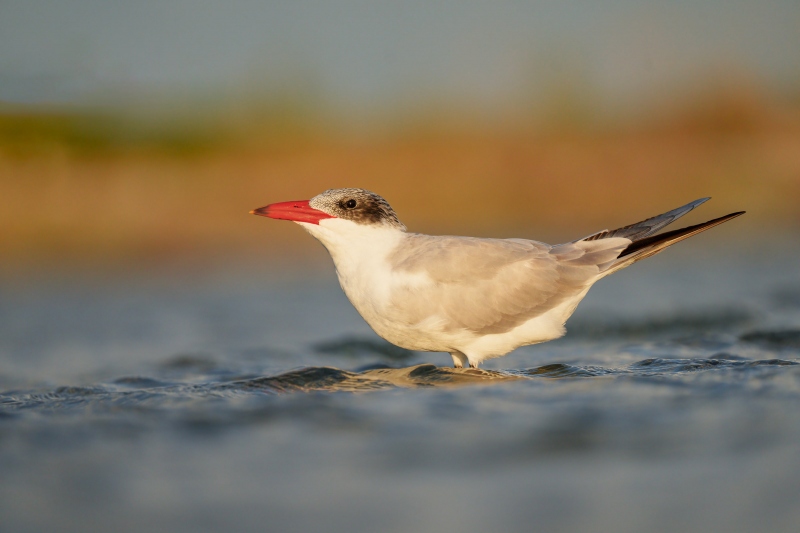 Caspian-Tern-3200-non-breeding-adult-or-2nd-year-_A1G1281-Fort-DeSoto-Park-Pinellas-County-FL