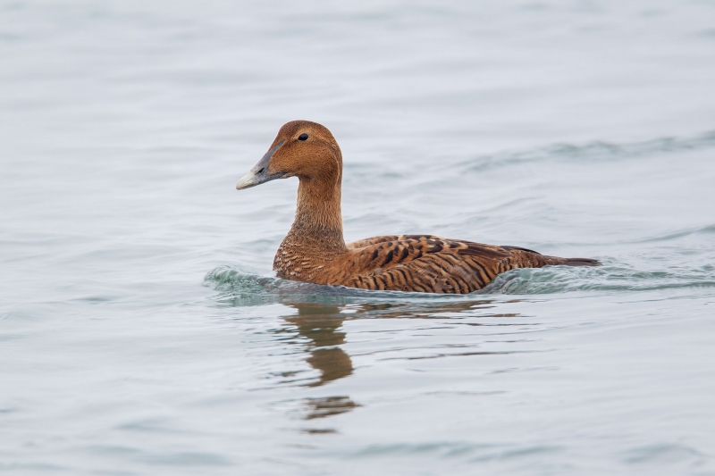 Common-Eider-1600-adult-Atlantic-female-swimming-_W3C1632-Shinnecock-Inlet-Hampton-Bays-Long-Island-NY-Enhanced-NR