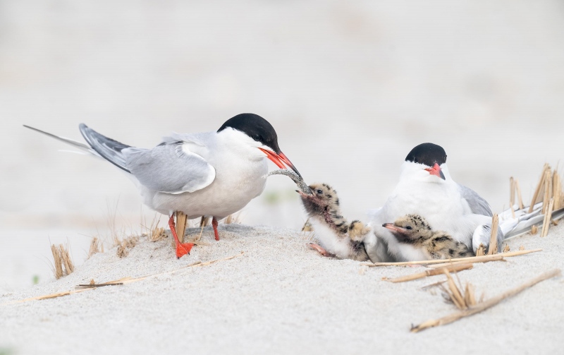 Common-Tern-3200-feeding-sandeel-to-chick-_A1G1679-Nickerson-Beach-Park-Lido-Beach.-Long-Island-NY