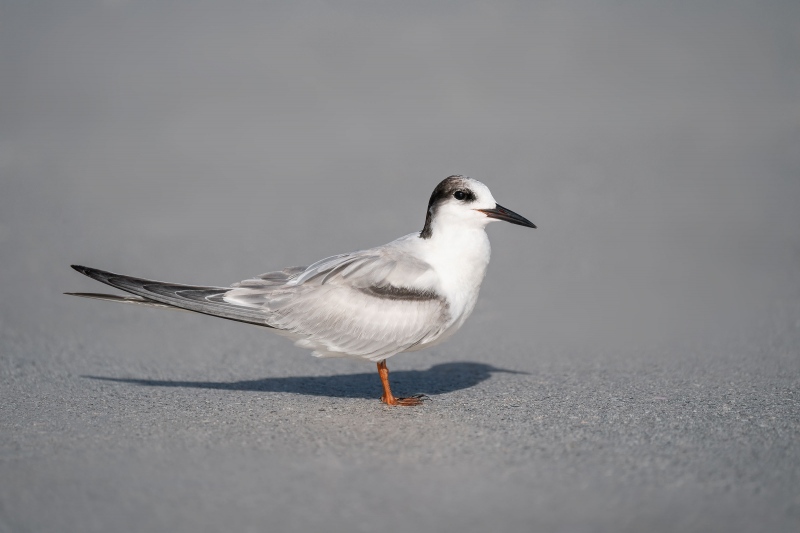 Common-Tern-3200-most-likely-a-first-year-bird-_A9B4054-Fort-DeSoto-Park-FL
