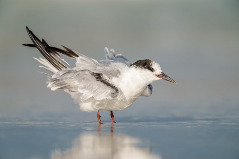 Common-Tern-3200-non-breeding-_A1G8343-Fort-DeSoto-Park-Tierra-Verde-FL-Enhanced-NR