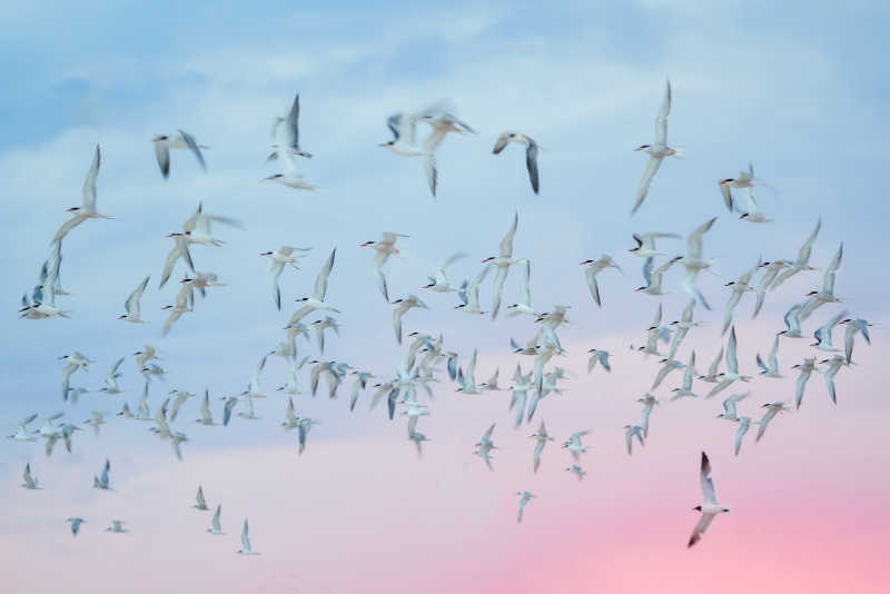 Common-Tern-3200-sunset-flock-blur-with-LAGU-_A1G3166-Nickerson-Beach-Park-LI-NY