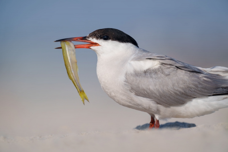 Common-Tern-3200-with-large-Atlantic-Silversides-for-chick-_A1G1138-Nickerson-Beach-Park-LI-NYA-Enhanced-NR