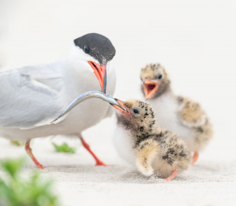 Common-Tern-chick-getting-fed-_A1G4854-Nickerson-Beach-Park-Lido-Beach.-Long-Island-NY