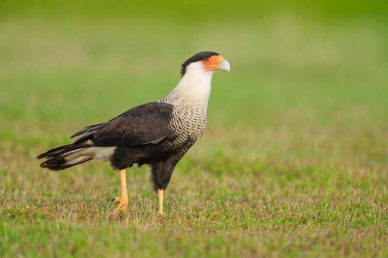 Crested-Caracara-3200-foraging-for-bugs-in-field-_A1G7642-Indian-Lake-Estates-FL-Enhanced-NR