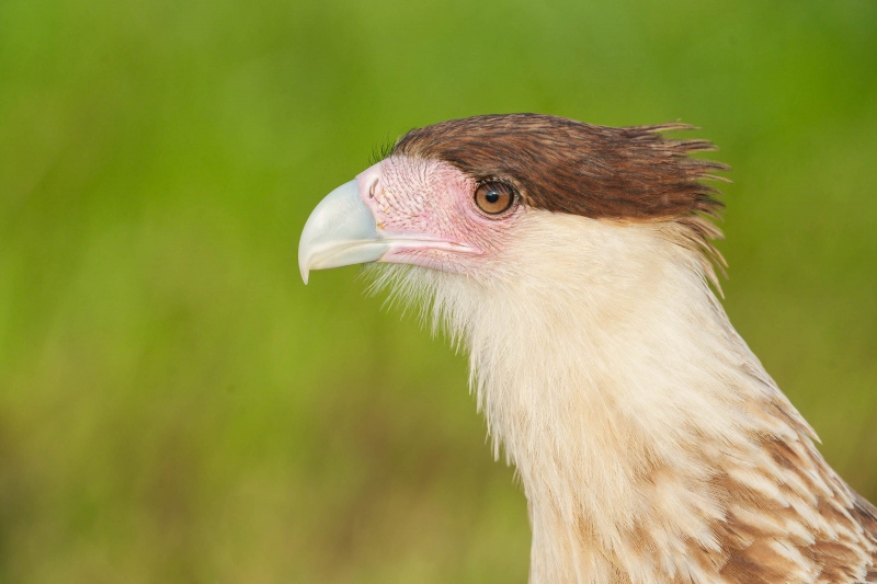 Crested-Caracara-3200-juvenile-head-portrait-_A1G7658-Indian-Lake-Estates-FL