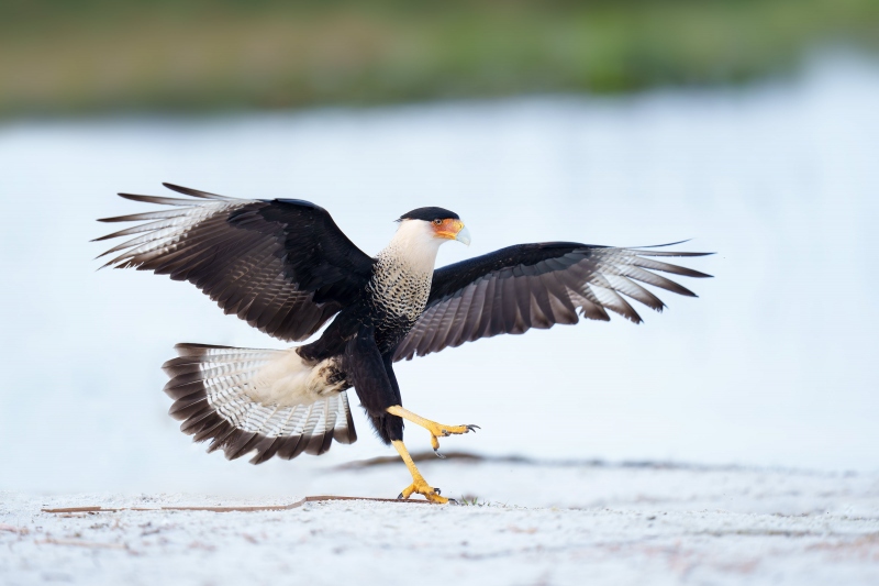 Crested-Caracara-3200-landing-_A1G7030-Indian-Lake-Estates-FL-Enhanced-NR