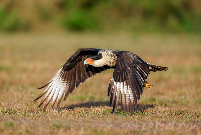 Crested-Caracara-3200-taking-flight-_A1G5235-Indian-Lake-Estates-FL-Enhanced-NR