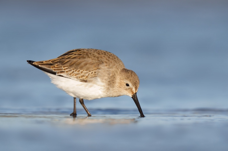 Dunlin-3200-first-winter-foraging-_A1G5254-Fort-DeSoto-Park-FL-Enhanced-NR