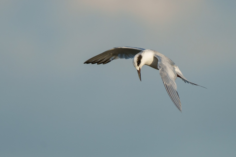 Forsters-Tern-3200-non-breeding-adult-fishing-_A1G0141-Fort-DeSoto-Park-Pinellas-County-FL