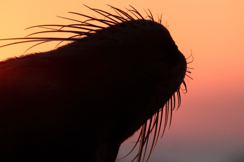 Galapagos-Sealion-3200-YELLOWER-backlit-whiskers-_A1G4614-North-Seymour-Galapagos-Ecuador-Enhanced-NR