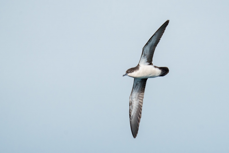 Galapagos-Shearwater-3200-in-flight-_A1G5401-South-Plaza-Island-Galapagos-Ecuador