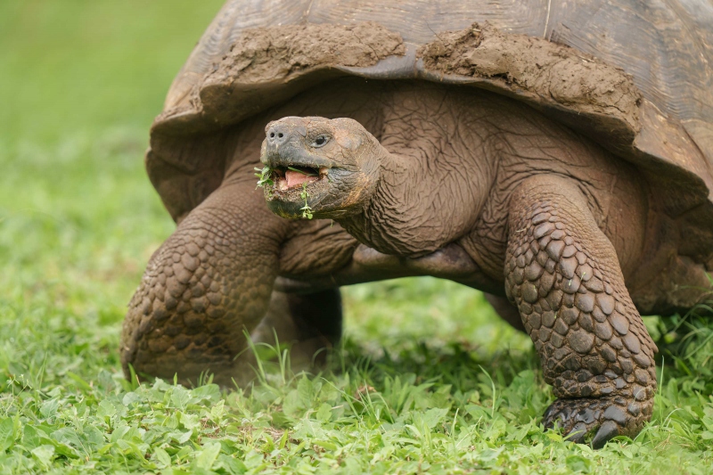 Galapagos-Tortoise-3200-munching-on-grass-_A1G9035-The-Highlands-Puerto-Ayora-Galapagos-Ecuador