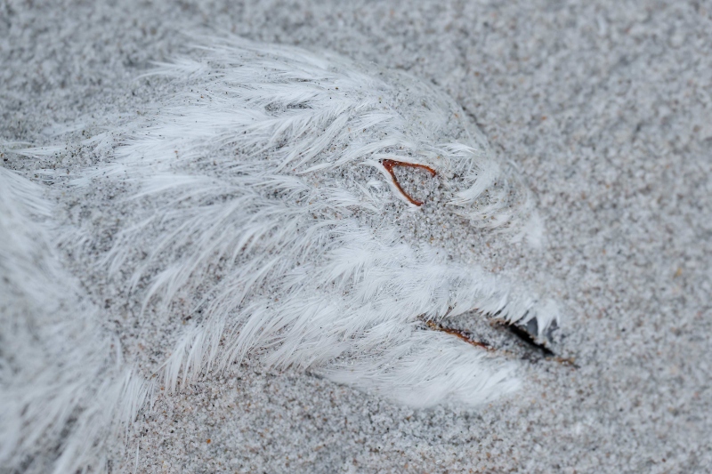 Great-Black-backed-Gull-dead-on-sand-_A1G7484-Nickerson-Beach-Park-LI-NY-Enhanced-NR