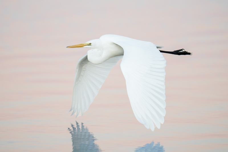 Great-Egret-3200-downstroke-flight-in-predawn-light-_A1G3301-Fort-DeSoto-Park-Tierra-Verde-FL-Enhanced-NR