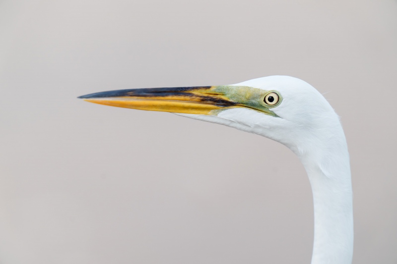 Great-Egret-3200-post-breeding-head-portrait-_A1G3050-Fort-DeSoto-Park-Tierra-Verde-FL-Enhanced-NR