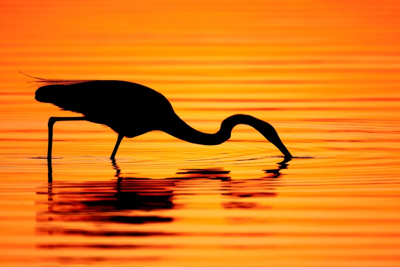 Great-Egret-feeding-sunset-SILHOUETTE-_MG_4236-Morro-Bay-CA-Enhanced-NR