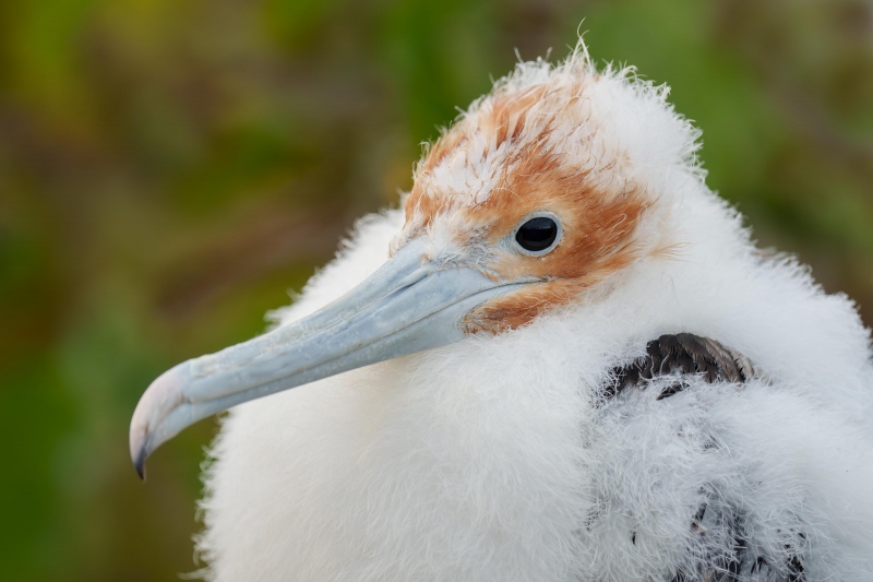 Great-Frigatebird-3200-large-chick-in-nest-_A1G5154-North-Seymour-Galapagos-Ecuador-Enhanced-NR