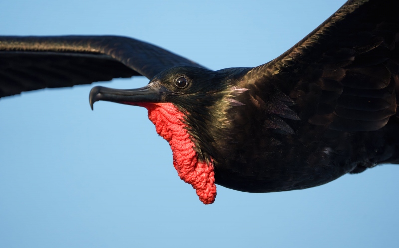 Great-Frigatebird-3200-male-face-flight-_A1G4798-North-Seymour-Galapagos-Ecuador-Enhanced-NR