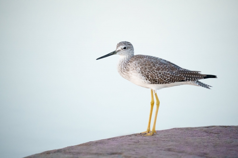 Greater-Yellowlegs-3200-in-pre-dawn-_A1G2450-Fort-DeSoto-Park-Tierra-Verde-FL