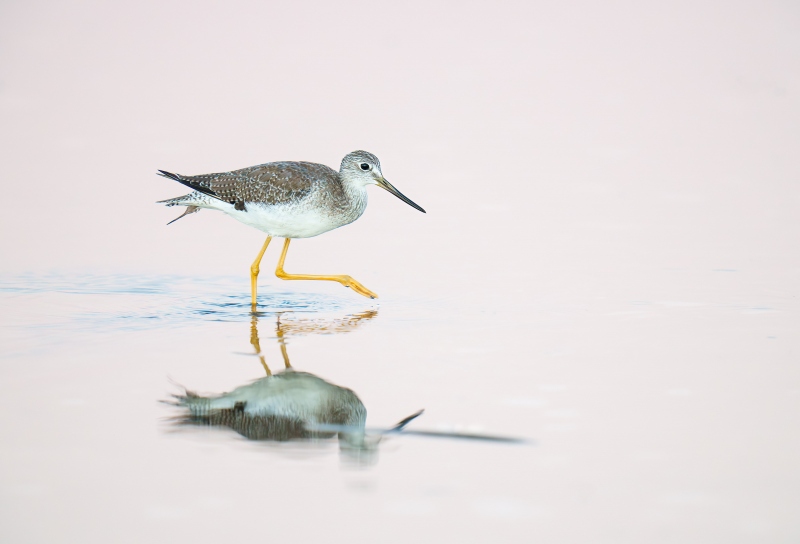 Greater-Yellowlegs-3200-striding-_A1G9377-Fort-DeSoto-Park-Tierra-Verde-FL-Enhanced-NR