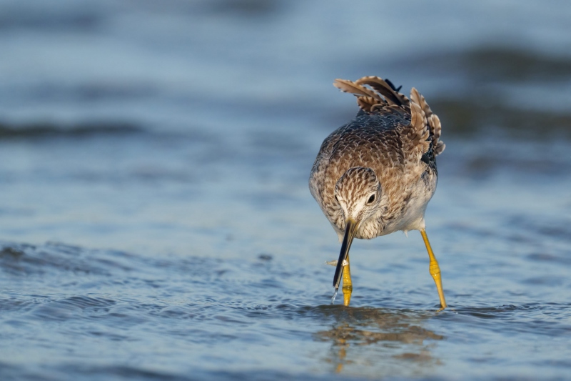 Greater-Yellowlegs-3200-with-tiny-fish-_A1G4934-Fort-DeSoto-Park-FL