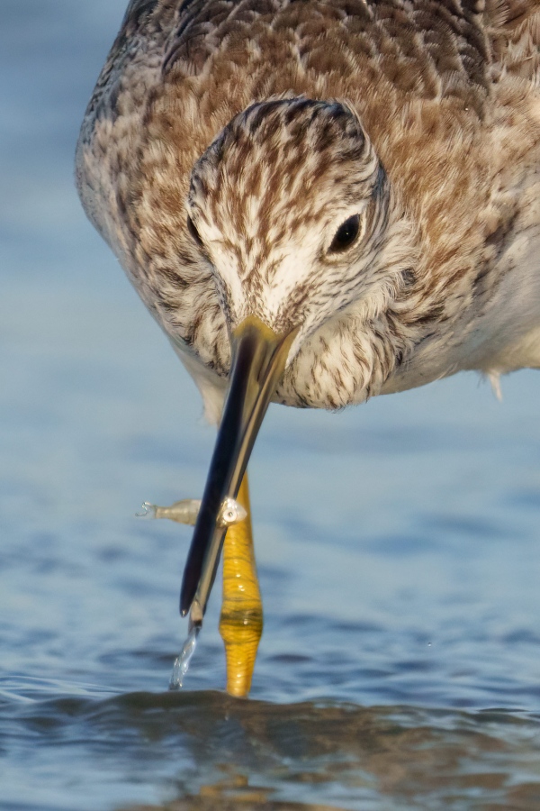 Greater-Yellowlegs-TIGHT-CROP-with-tiny-fish-_A1G4934-Fort-DeSoto-Park-FL