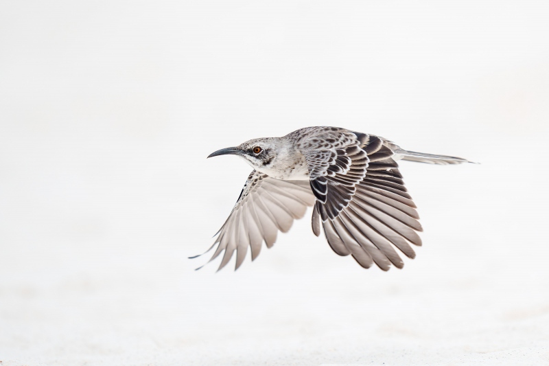 Hood-Mockingbird-in-flight-_A1G0744-Gardner-Bay-Espanola-Hood-Island-Galapagos-Ecuador-Enhanced-NR