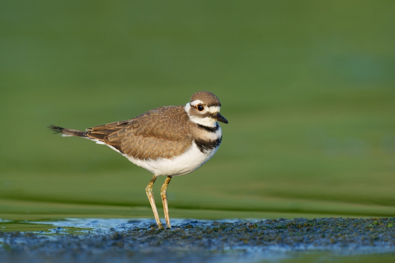 Killdeer-3200-in-fresh-juvenal-plumage-_A1G0267Nickerson-Beach-Park-Lido-Beach-Long-Isand-NY-Enhanced-NR