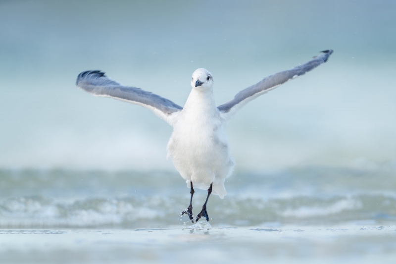 Laughing-Gull-3200-non-breeding-adult-flapping-after-bath-_A1G8154-Fort-DeSoto-Park-Tierra-Verde-FL-Enhanced-NR