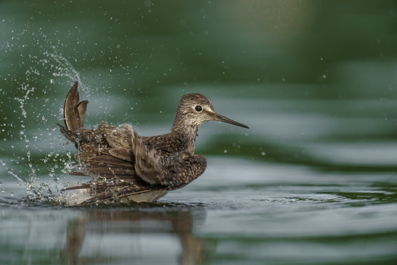 Leeser-Yellowlegs-3200-bathing-_A1G1283A-Nickerson-Beach-Park-Lido-Beach-Long-Isand-NY