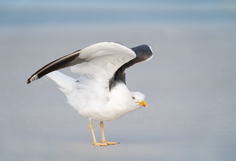 Lesser-Black-backed-Gull-3200-alternate-plumage-_A9B1078-Fort-DeSoto-Park-FL