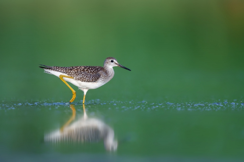 Lesser-Yellowlegs-3200-juvenile-striding-_A1B2353-East-Pond-JBWR-Q-NY-Enhanced-NR