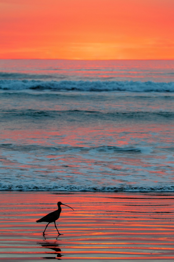 Long-billed-Curlew-3200-at-sunset-_Y8A5366-Morro-Bay-CA-Enhanced-NR