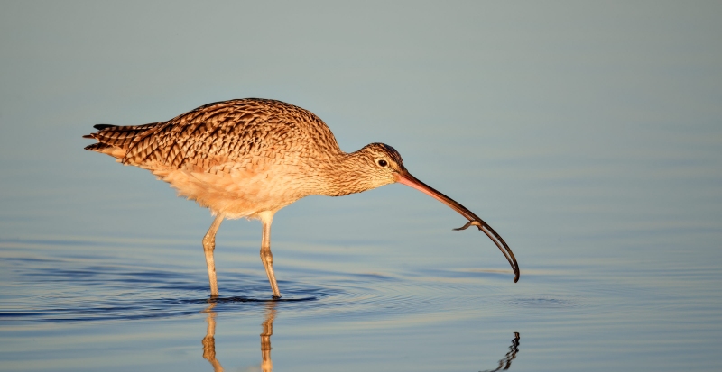 Long-billed-Curlew-3200-with-tiny-fish-_64J2860-Morro-Bay-CA-Enhanced-NR