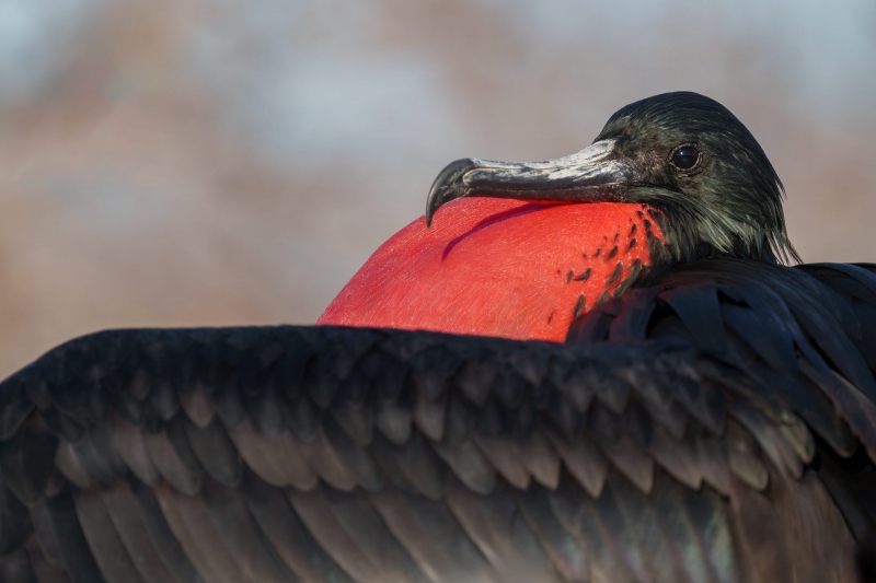 Magnificent-Frigatebird-3200-male-with-inflted-puoch-_A1G3867-North-Seymour-Galapagos-Ecuador