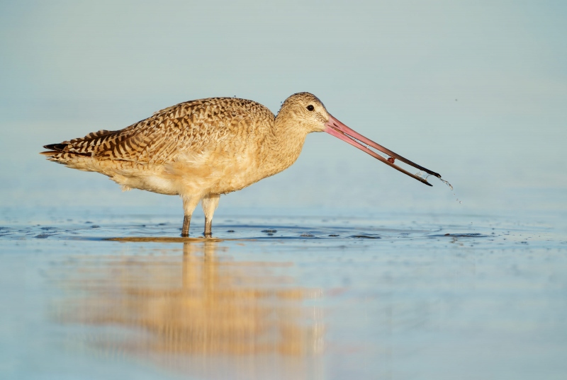 Marbled-Godwit-3200-adult-male-with-invertebrate-tidbit-_A1G1534-Fort-DeSoto-Park-Tierra-Verde-FL-Enhanced-NR