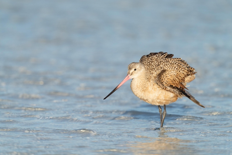 Marbled-Godwit-3200-ruffling-_7R47709-Fort-DeSoto-Park-FL