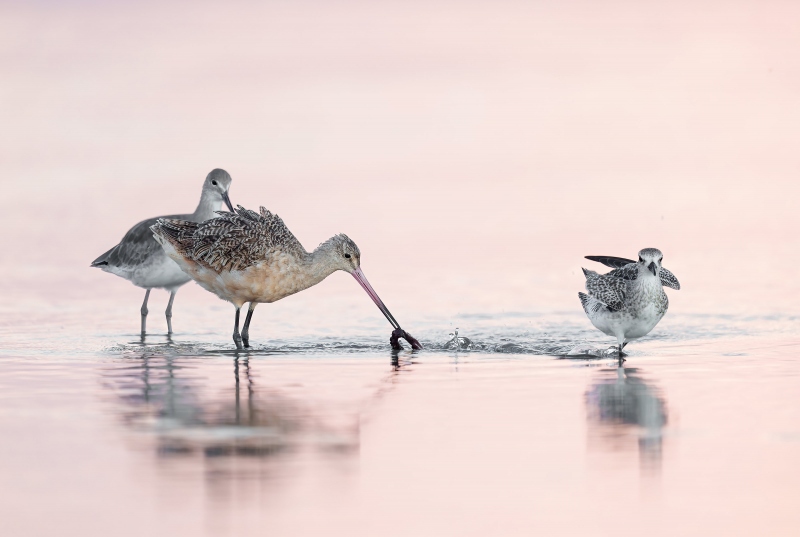 Marbled-Godwit-3200-with-lugworm-and-itnerested-friends-_A1B7018-A-Fort-DeSoto-Park-FL-Enhanced-NR